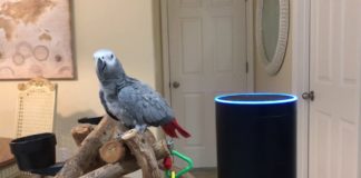 parrot uses Alexa