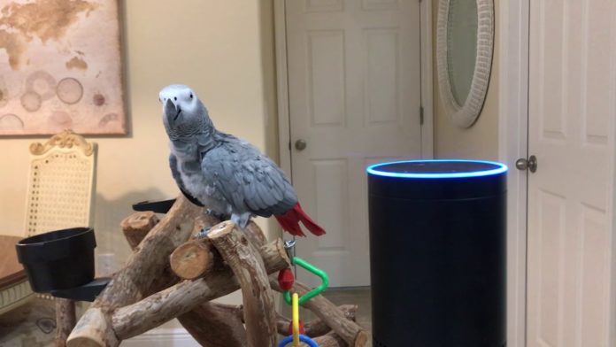 parrot uses Alexa