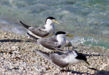 Australia Confirms First Mass Seabird Death Event Caused by H5N1 Bird Flu